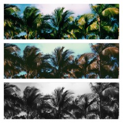 Palm trees                   